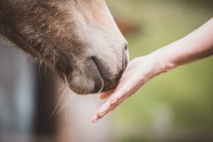 Ecuriedeletrat, actualitées, cheval, équitaiton, dinan, corseul, cours d'équitation, Bretagne, Côtes d'armor, animaux,