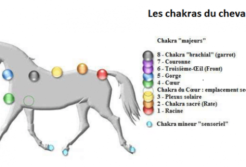 Chakras-du-cheval (2)