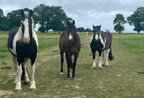 Design sans titre (1)