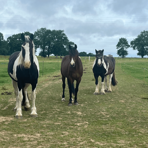 Design sans titre (1)