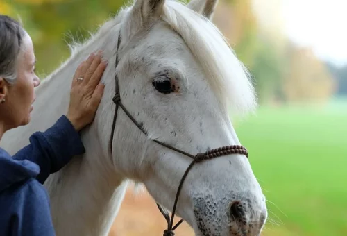 horse-7698761__480
